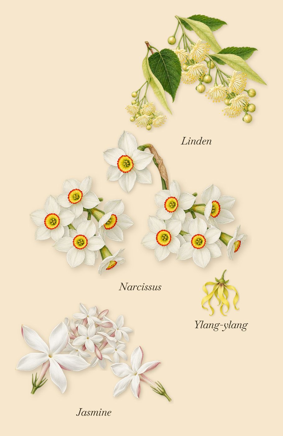 Adelphi Sun, as it settles: Jasmine, Linden, Narcissus, Ylang-ylang