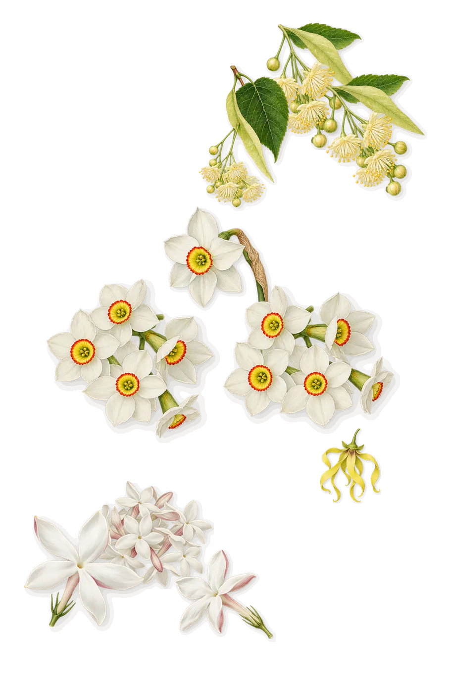 Adelphi Sun, as it settles: Jasmine, Linden, Narcissus, Ylang-ylang