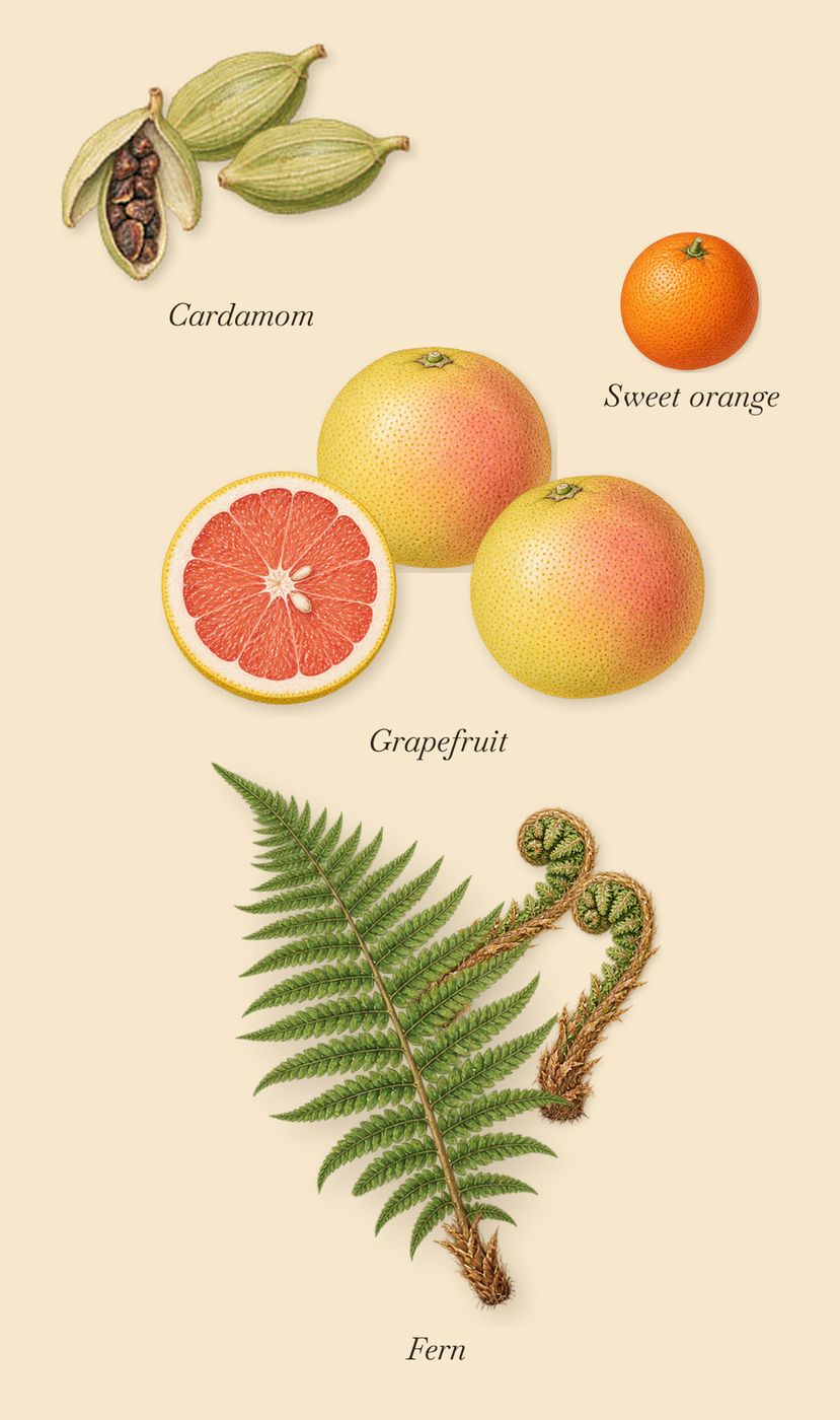 Adelphi Sun, when you spray it: Grapefruit, Cardamom, Fern, Sweet orange