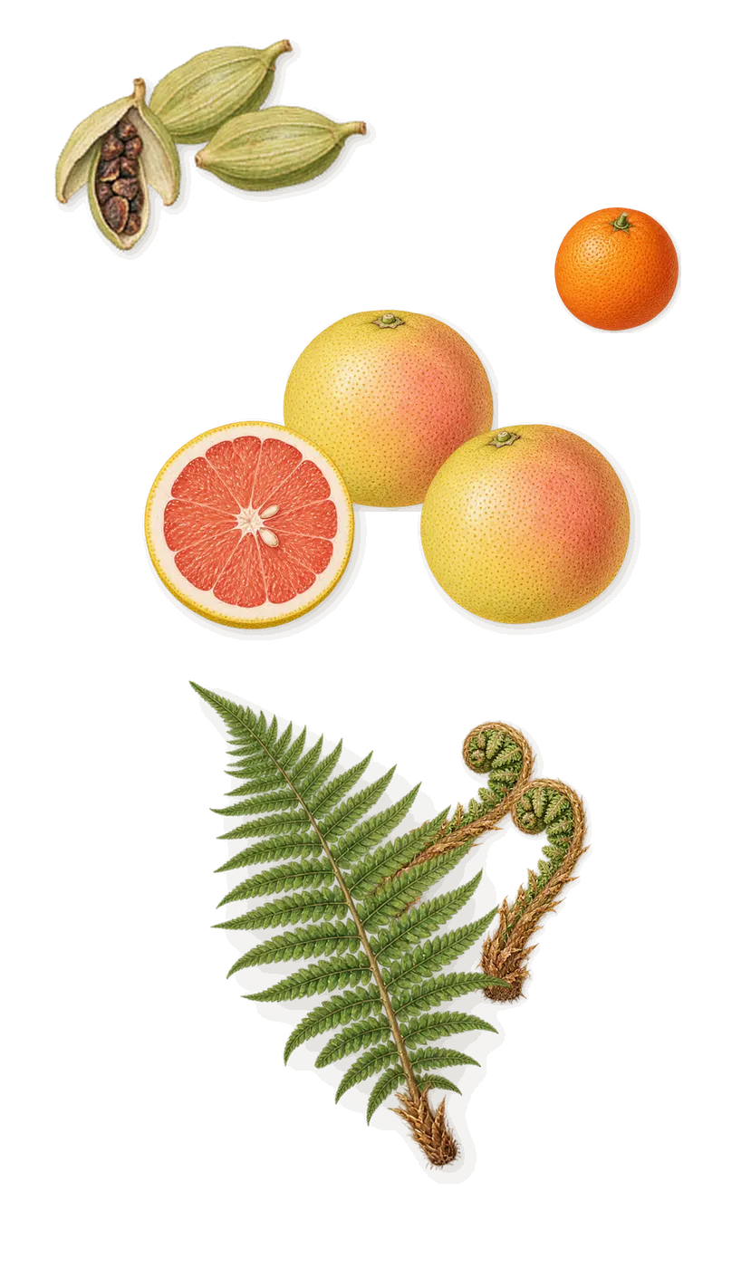 Adelphi Sun, when you spray it: Grapefruit, Cardamom, Fern, Sweet orange