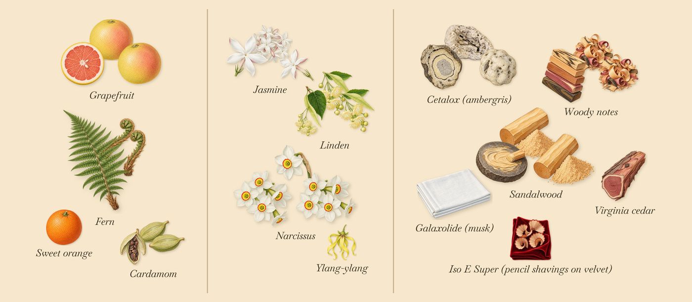 Adelphi Sun’s scent picture, a draft: grapefruit, cardamom, fern, jasmine, linden, narcissus drawn so far; dashed outlines where nothing is drawn yet