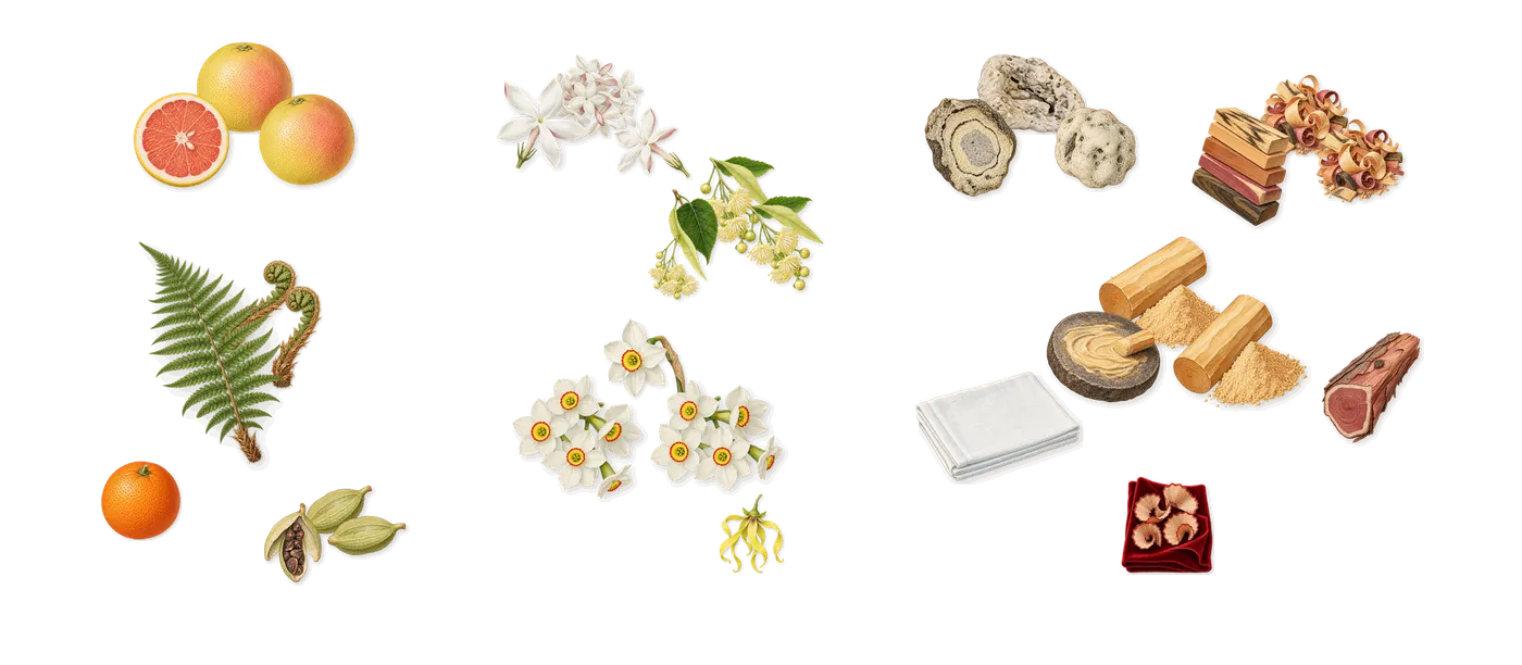 Adelphi Sun’s scent picture, a draft: grapefruit, cardamom, fern, jasmine, linden, narcissus drawn so far; dashed outlines where nothing is drawn yet
