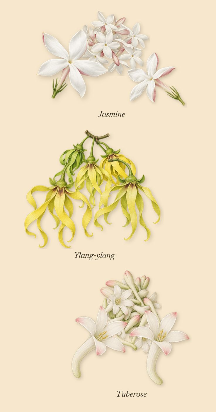 Liberty 1875, as it settles: Jasmine, Tuberose, Ylang-ylang