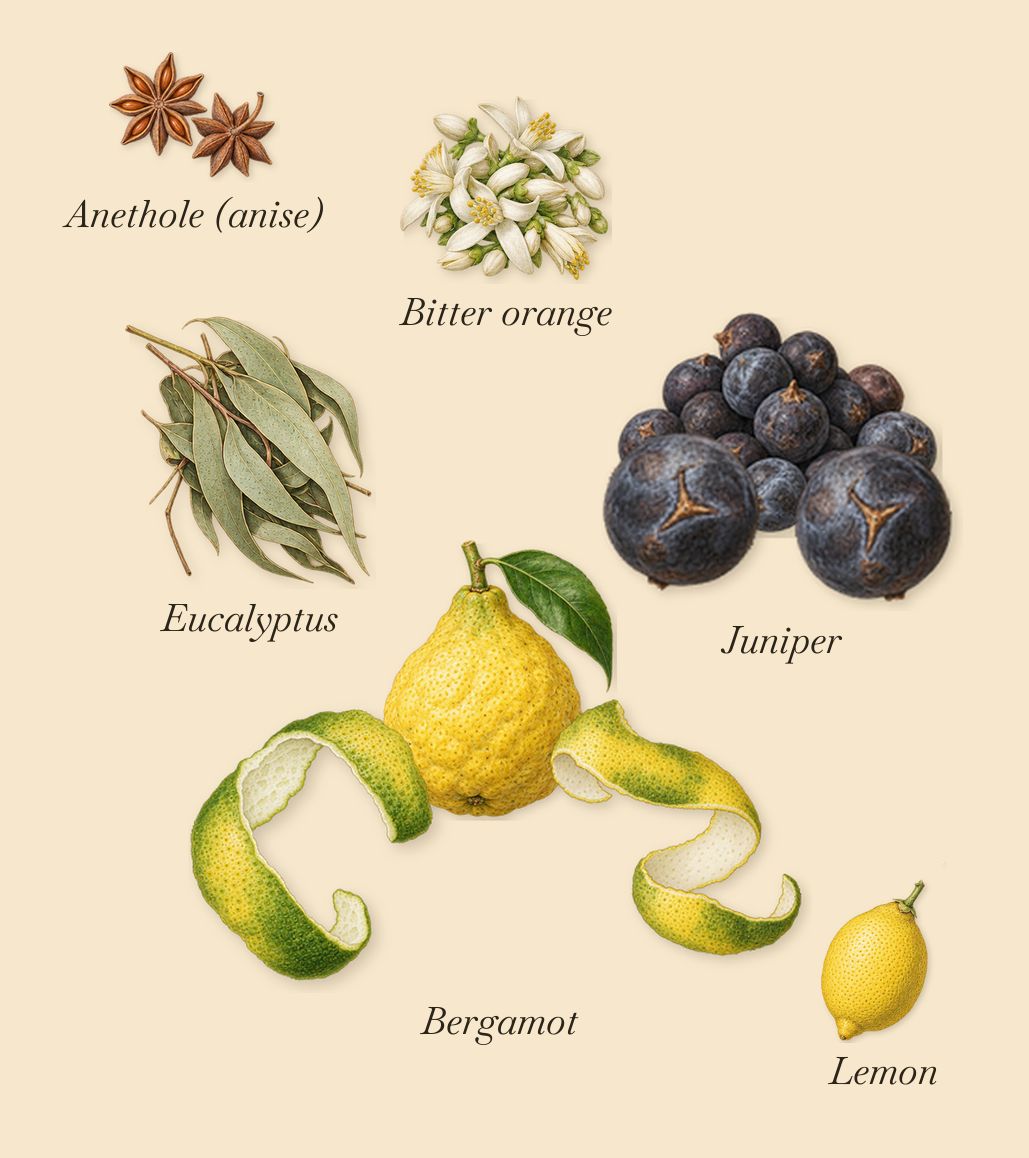Liberty 1875, when you spray it: Bergamot, Juniper, Bitter orange, Lemon, Eucalyptus, Anethole (anise)