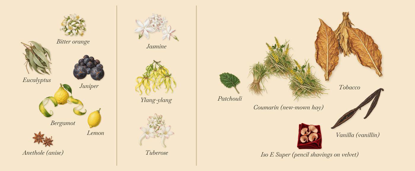 Liberty 1875’s scent picture, a draft: bergamot, juniper, jasmine, tuberose, ylang-ylang, coumarin (new-mown hay) drawn so far; dashed outlines where nothing is drawn yet