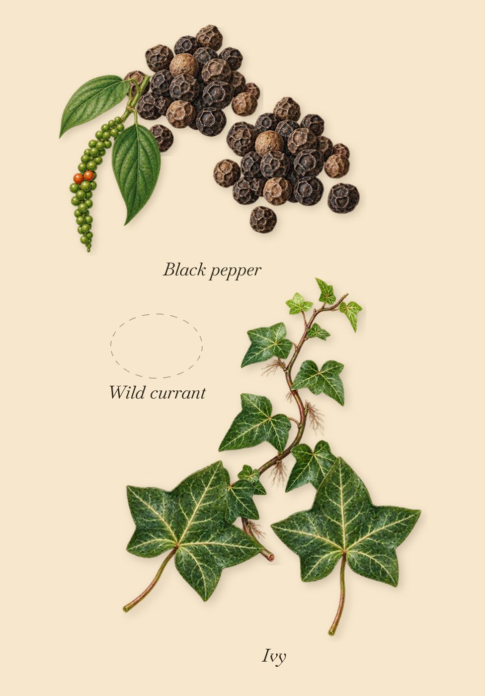 Wild Rosinda, when you spray it: Black pepper, Ivy, Wild currant