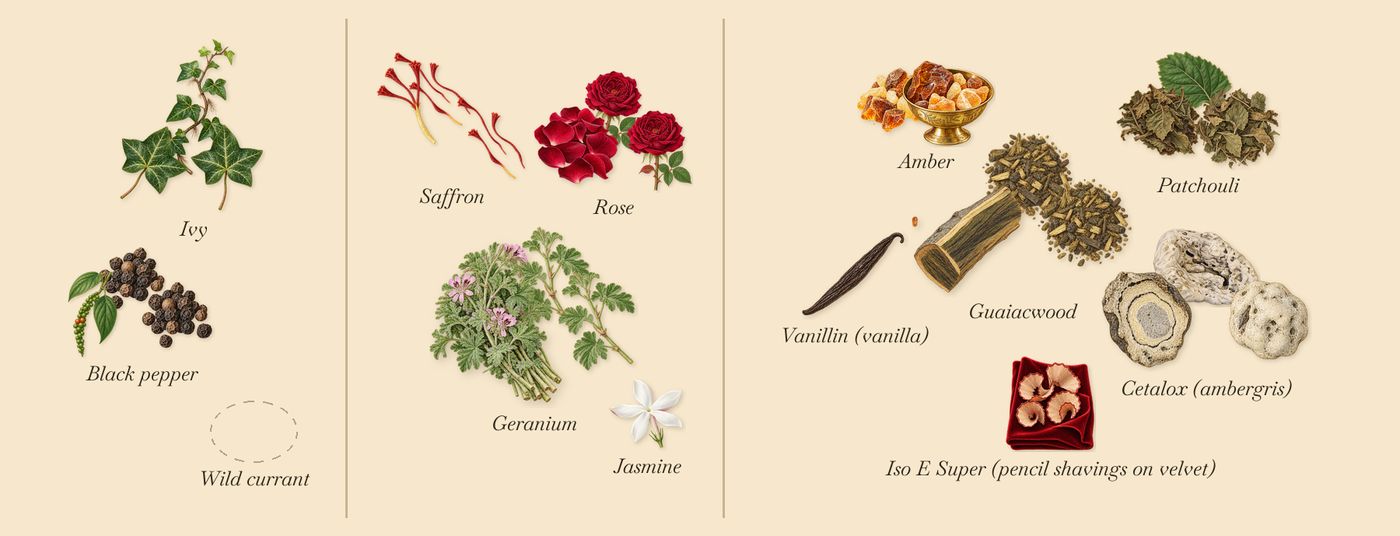 Wild Rosinda’s scent picture, a draft: black pepper, ivy, rose, saffron, geranium, guaiacwood drawn so far; dashed outlines where nothing is drawn yet