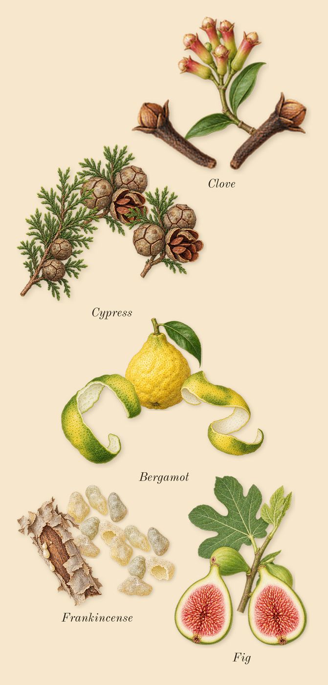 Zephirine, top notes: Fig, Cypress, Clove, Frankincense, Bergamot