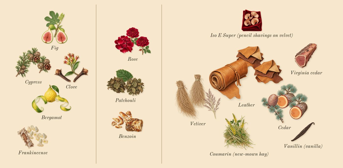 Zephirine’s scent picture, a draft: fig, cypress, clove, rose, patchouli, benzoin drawn so far; dashed outlines where nothing is drawn yet