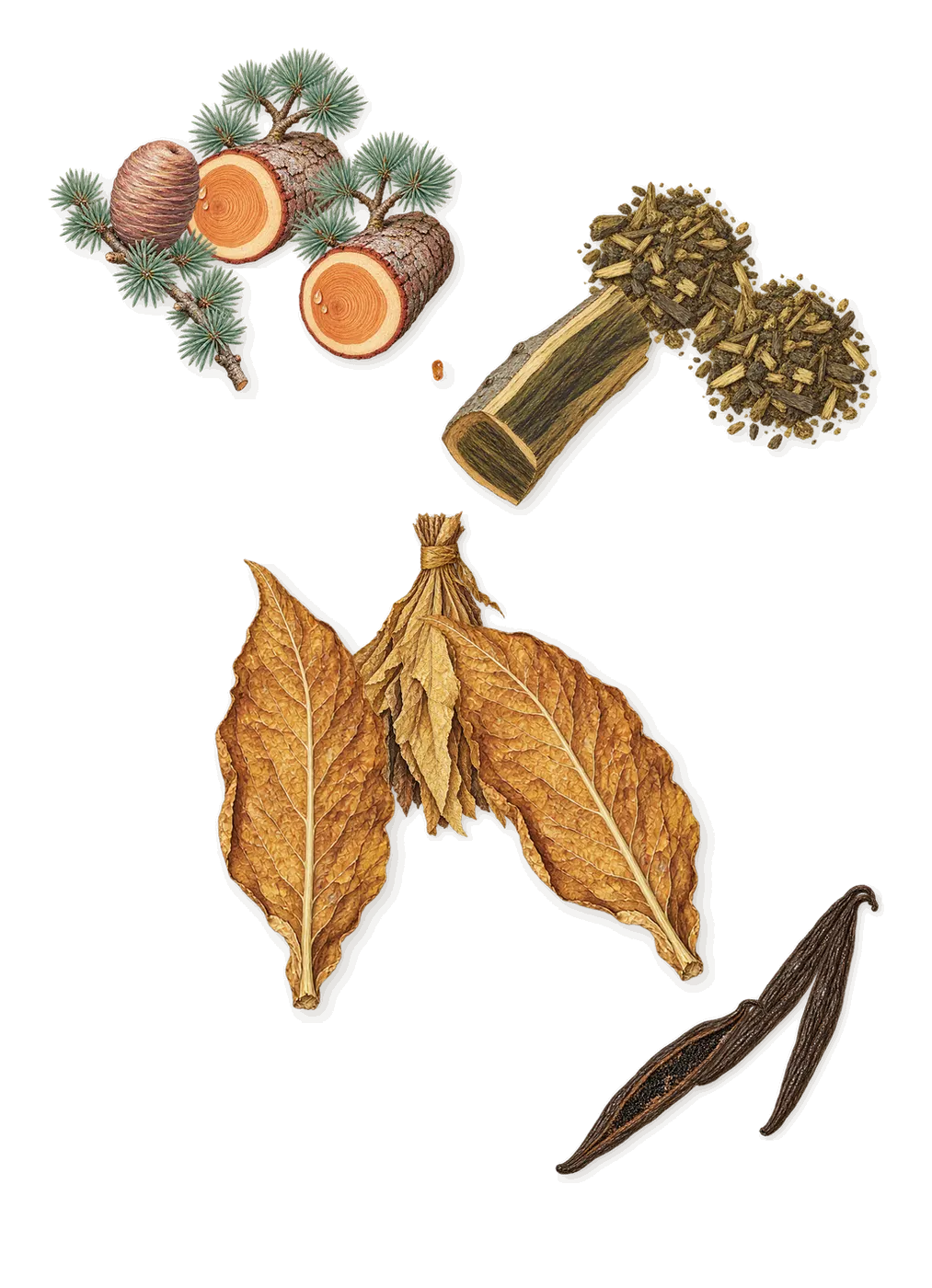 Bo, what stays: Tobacco, Guaiacwood, Cedar, Vanilla