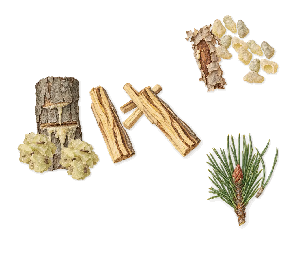 Bo, when you spray it: Elemi, Pine, Frankincense, Palo santo