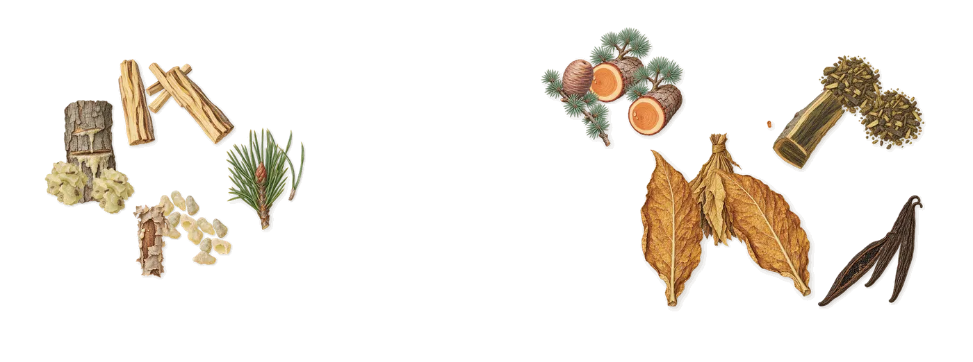 Bo’s scent picture, a draft: elemi, tobacco, pine, frankincense, guaiacwood, cedar drawn so far; dashed outlines where nothing is drawn yet