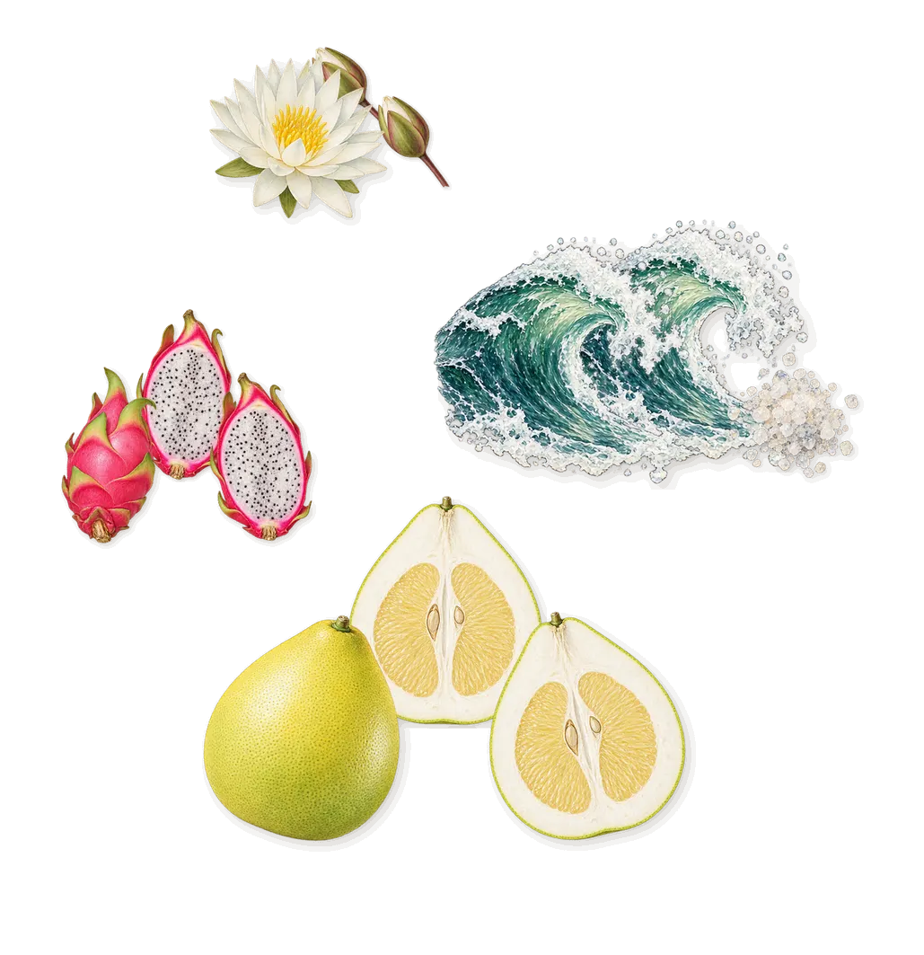 Lucienne, as it settles: Pomelo, Pitaya, Water lily, Sea shells