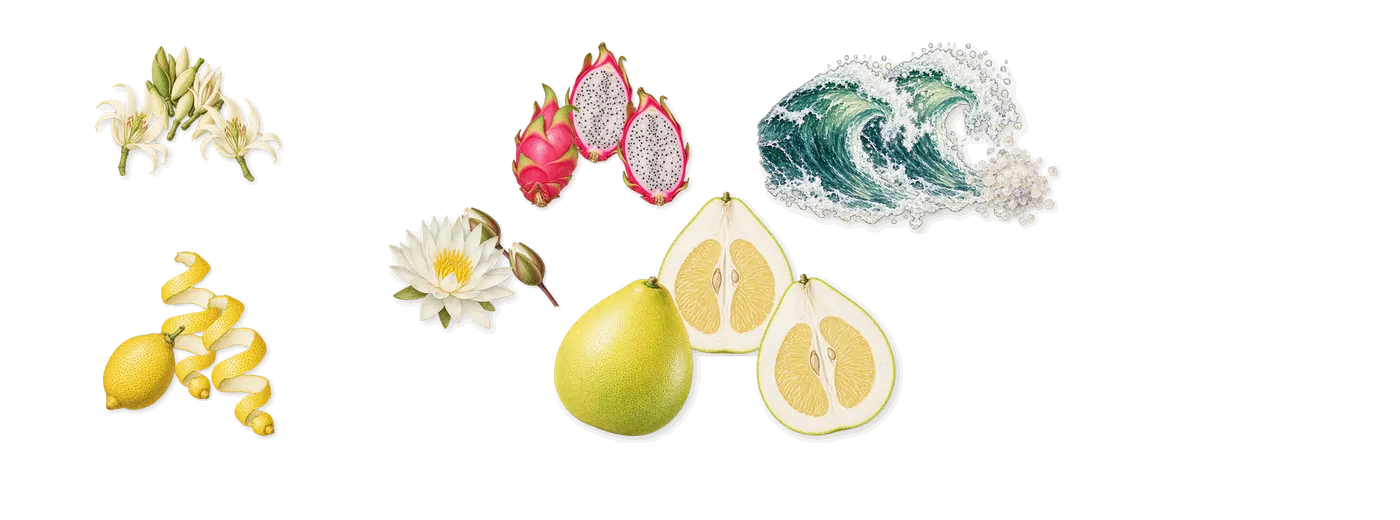 Lucienne’s scent picture, a draft: pomelo, lemon, magnolia, pitaya, water lily, sea shells drawn so far; dashed outlines where nothing is drawn yet