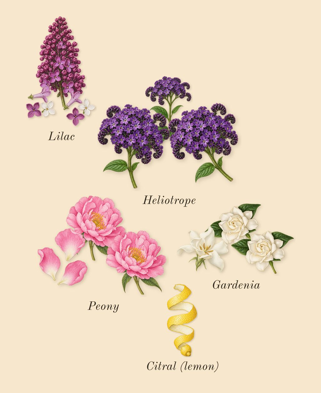 Lilac Love, top notes: Lilac, Heliotrope, Peony, Gardenia, Citral (lemon)