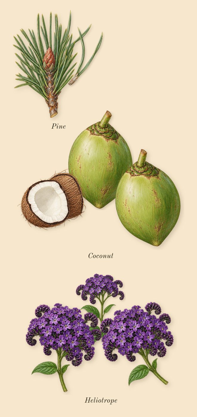 Line 618, heart: Pine, Heliotrope, Coconut