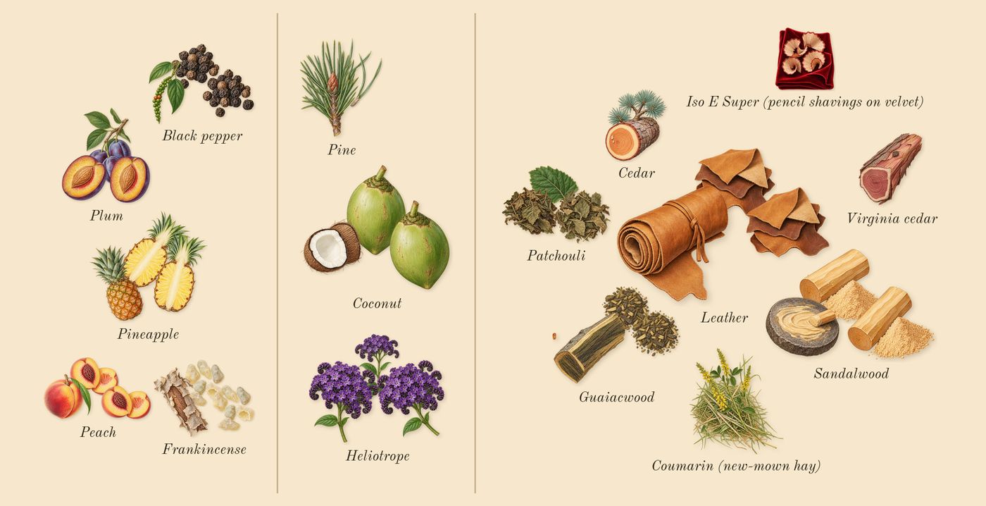 Line 618’s scent picture, a draft: frankincense, black pepper, pineapple, peach, plum, pine drawn so far; dashed outlines where nothing is drawn yet