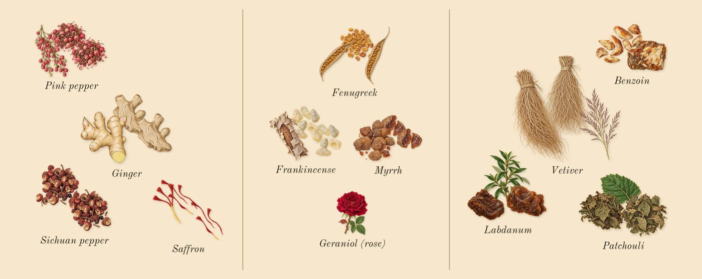 Lineage’s scent picture, a draft: ginger, sichuan pepper, pink pepper, saffron, frankincense, fenugreek drawn so far; dashed outlines where nothing is drawn yet