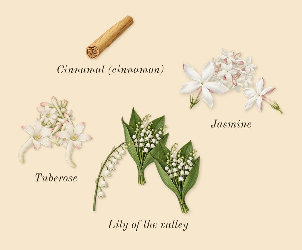 Blanche Bête, heart: Jasmine, Tuberose, Lily of the valley, Cinnamal (cinnamon)