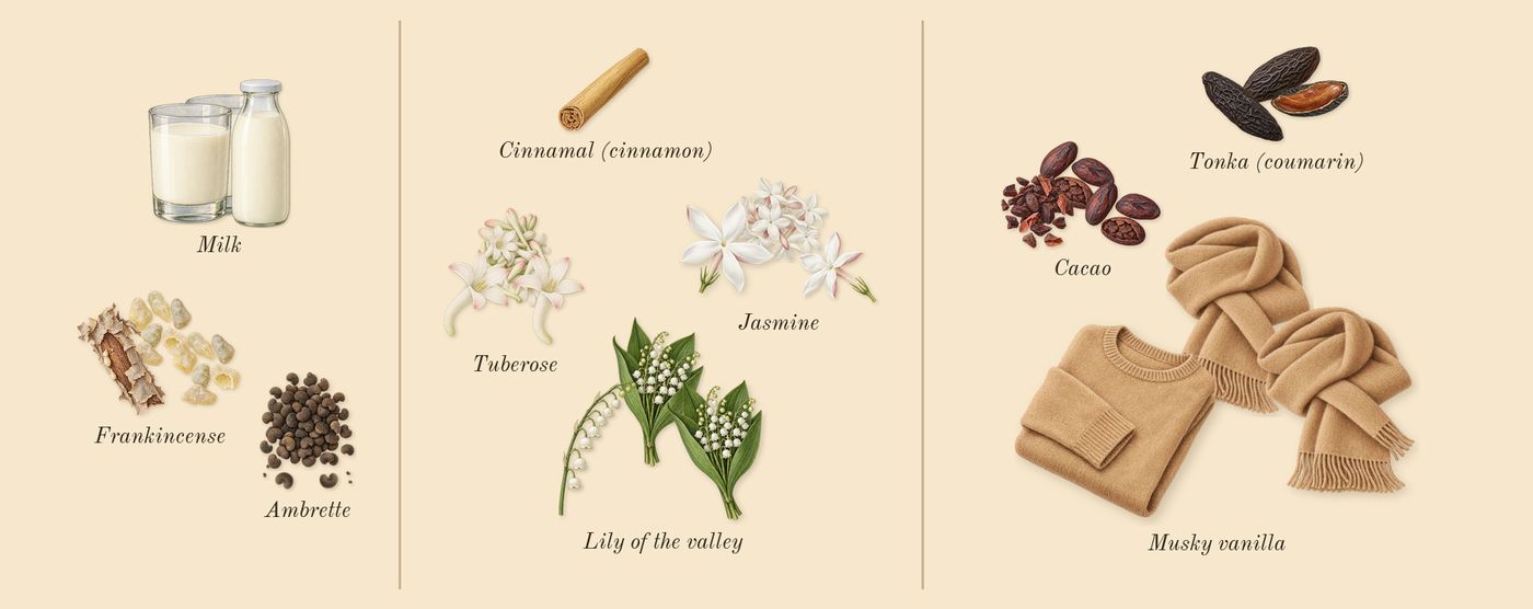 Blanche Bête’s scent picture, a draft: ambrette, milk, frankincense, jasmine, tuberose, lily of the valley drawn so far; dashed outlines where nothing is drawn yet