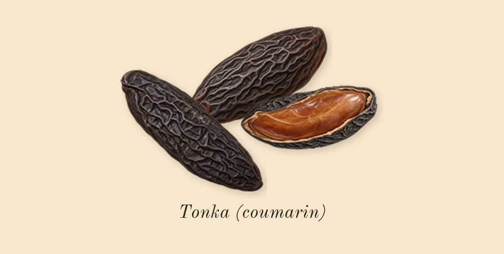 7 Cobalt, dry-down: Tonka (coumarin)