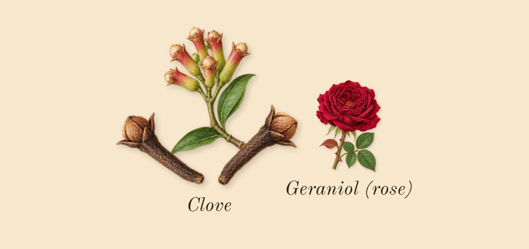 7 Cobalt, heart: Clove, Geraniol (rose)