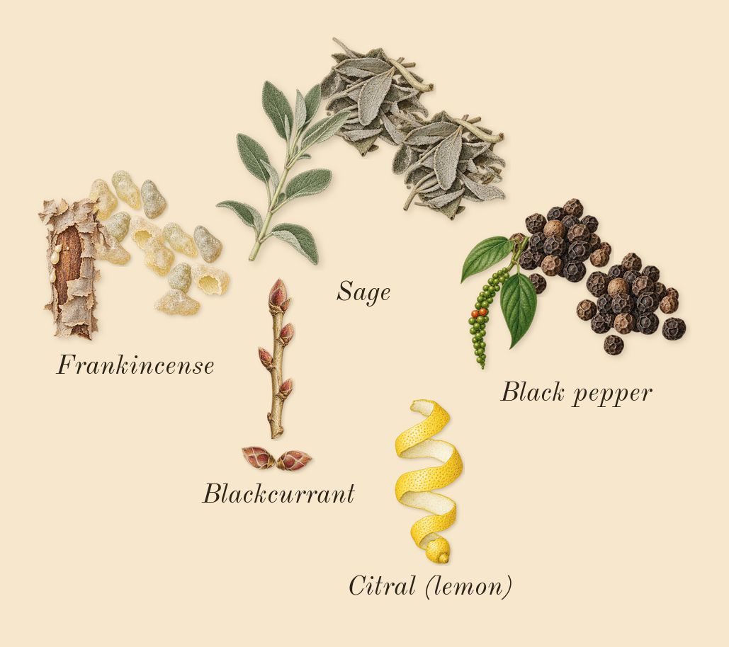 7 Cobalt, top notes: Frankincense, Sage, Blackcurrant, Black pepper, Citral (lemon)