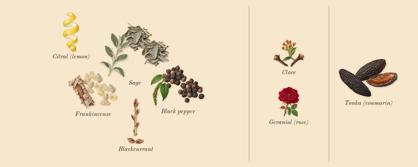 7 Cobalt’s scent picture, a draft: frankincense, tonka (coumarin), sage, blackcurrant, clove, black pepper drawn so far; dashed outlines where nothing is drawn yet
