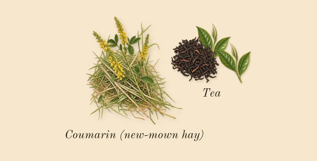 Agua, dry-down: Tea, Coumarin (new-mown hay)