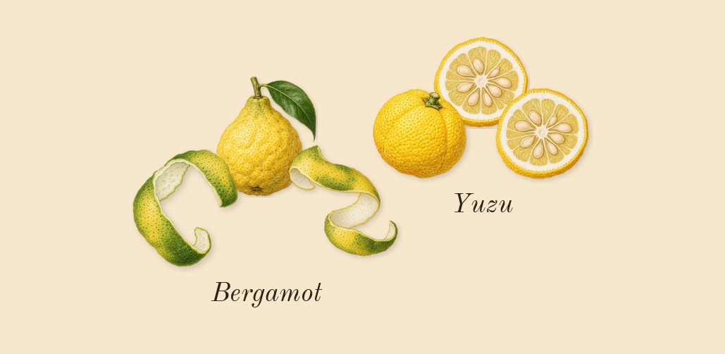 Agua, top notes: Bergamot, Yuzu