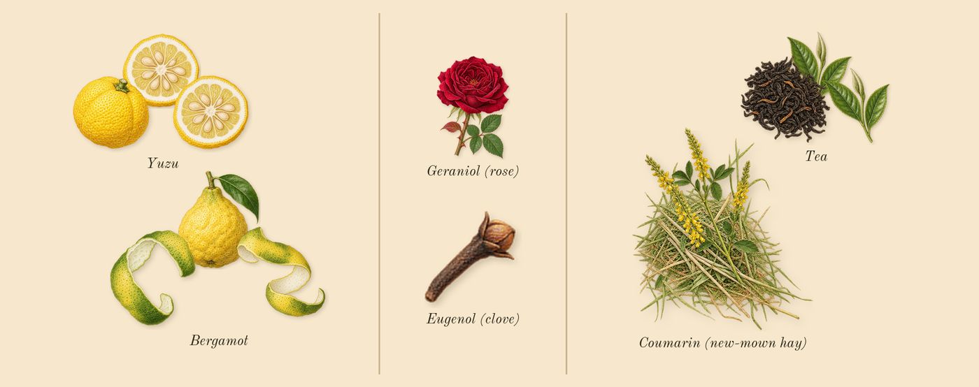 Agua’s scent picture, a draft: bergamot, yuzu, tea, coumarin (new-mown hay), geraniol (rose), eugenol (clove) drawn so far; dashed outlines where nothing is drawn yet