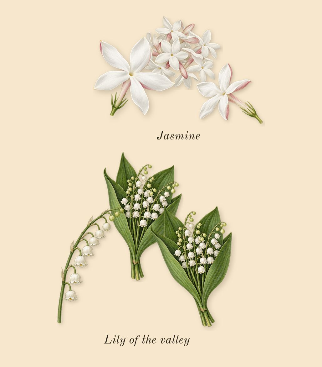 Agua Mar de Coral, heart: Lily of the valley, Jasmine