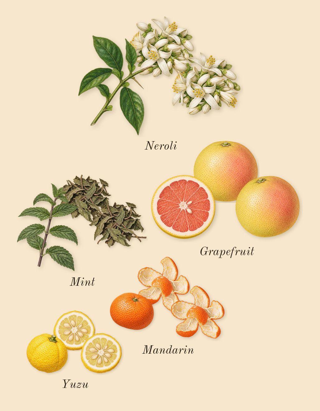Agua Mar de Coral, top notes: Mandarin, Grapefruit, Yuzu, Neroli, Mint