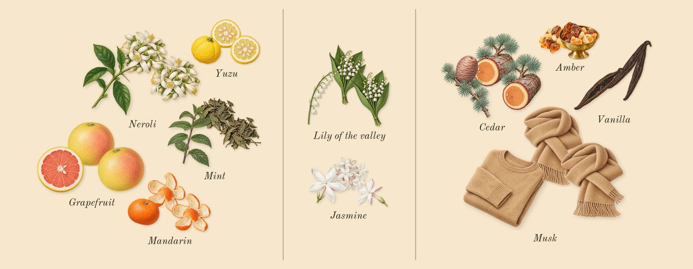 Agua Mar de Coral’s scent picture, a draft: mandarin, lily of the valley, grapefruit, yuzu, neroli, jasmine drawn so far; dashed outlines where nothing is drawn yet