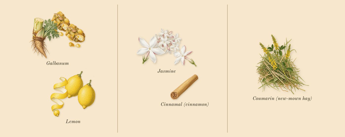 Aire’s scent picture, a draft: lemon, galbanum, jasmine, coumarin (new-mown hay), cinnamal (cinnamon) drawn so far; dashed outlines where nothing is drawn yet