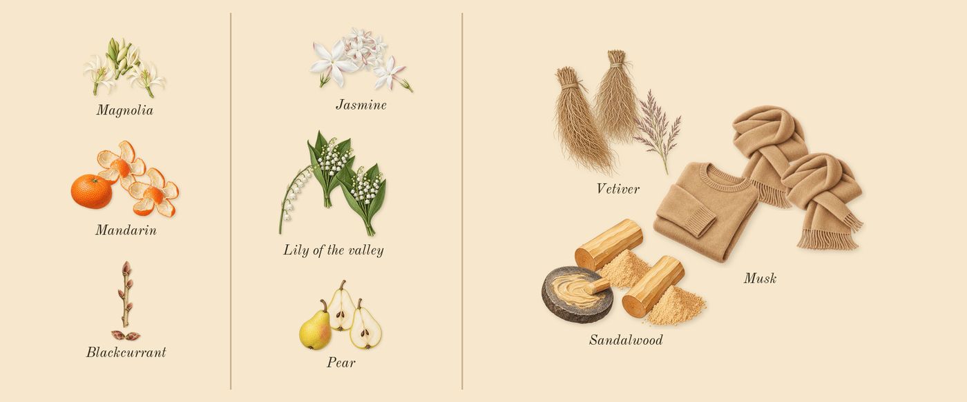 Aire Sutileza’s scent picture, a draft: pear, lily of the valley, jasmine, mandarin, blackcurrant, magnolia drawn so far; dashed outlines where nothing is drawn yet