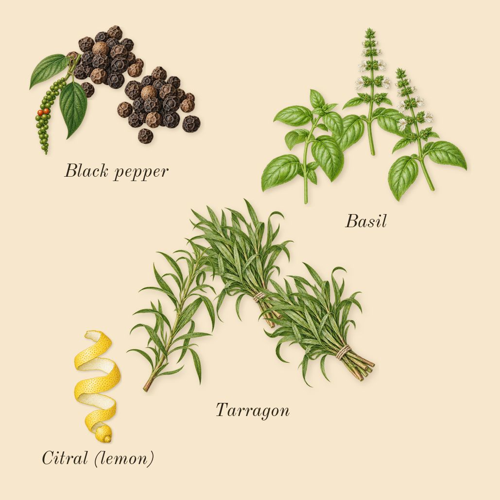 Esencia, top notes: Black pepper, Basil, Tarragon, Citral (lemon)