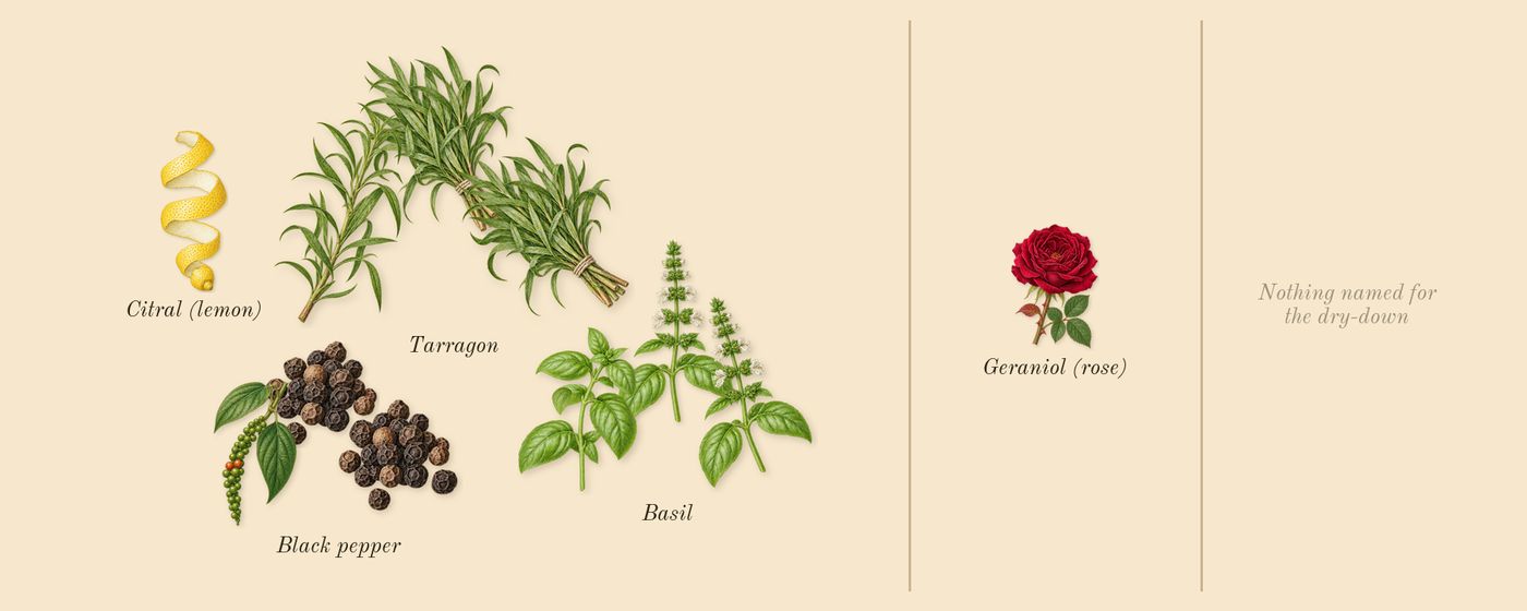 Esencia’s scent picture, a draft: black pepper, basil, tarragon, citral (lemon), geraniol (rose) drawn so far; dashed outlines where nothing is drawn yet