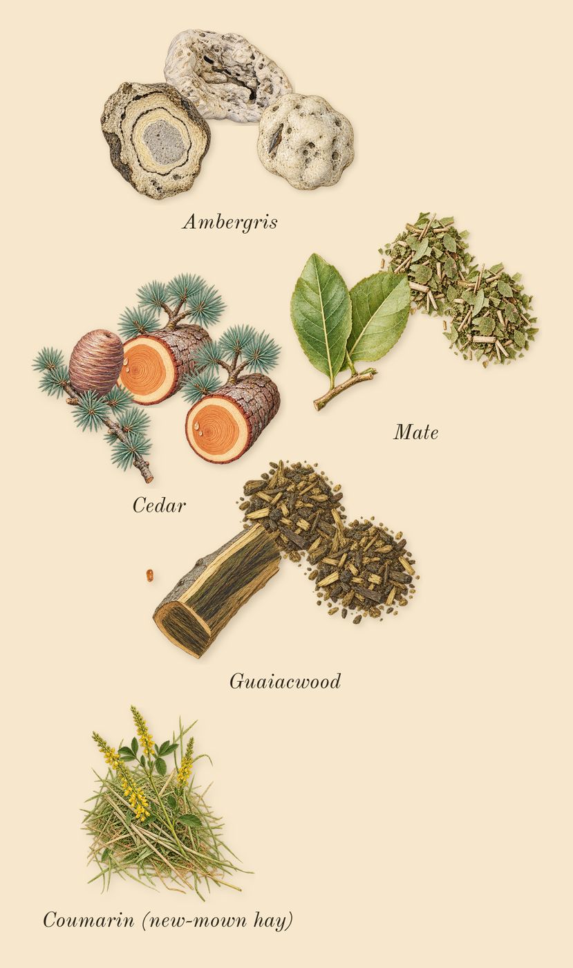 Solo Cedro, dry-down: Cedar, Mate, Guaiacwood, Ambergris, Coumarin (new-mown hay)