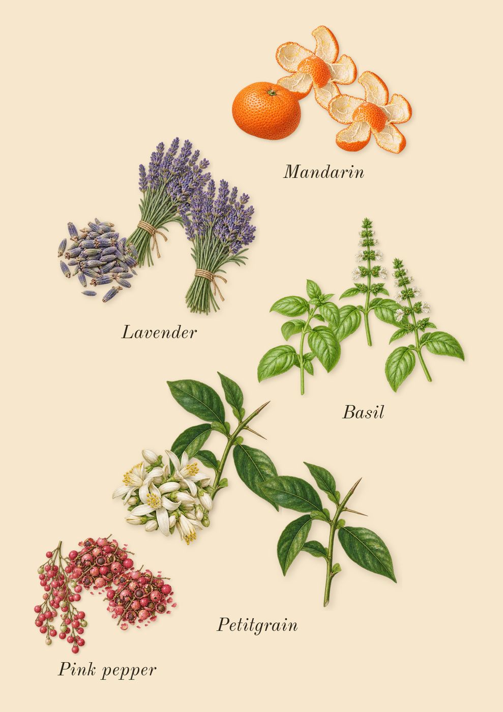 Solo Cedro, top notes: Petitgrain, Lavender, Mandarin, Pink pepper, Basil