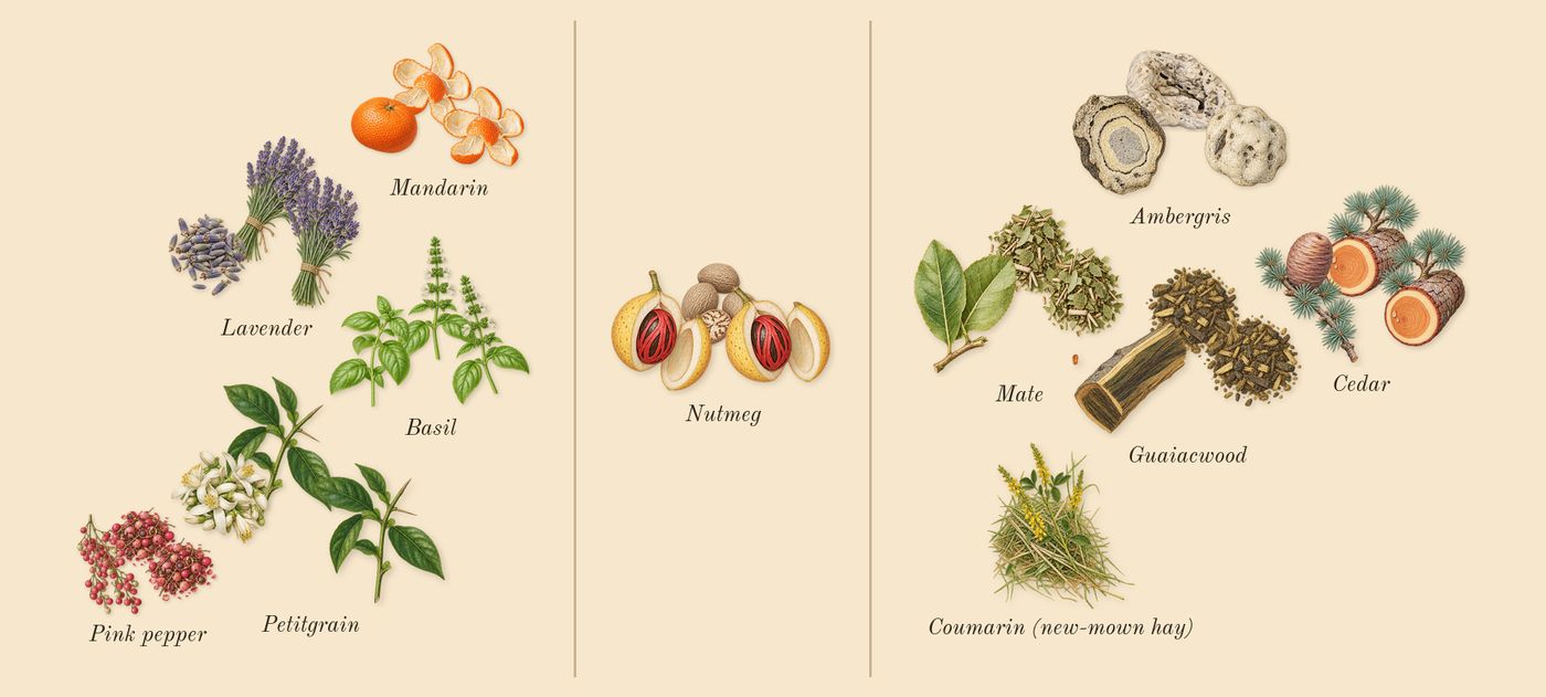 Solo Cedro’s scent picture, a draft: petitgrain, lavender, nutmeg, cedar, mandarin, pink pepper drawn so far; dashed outlines where nothing is drawn yet