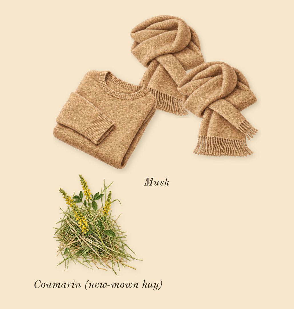 Solo, dry-down: Musk, Coumarin (new-mown hay)