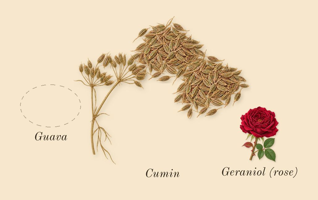 Solo, heart: Guava, Cumin, Geraniol (rose)
