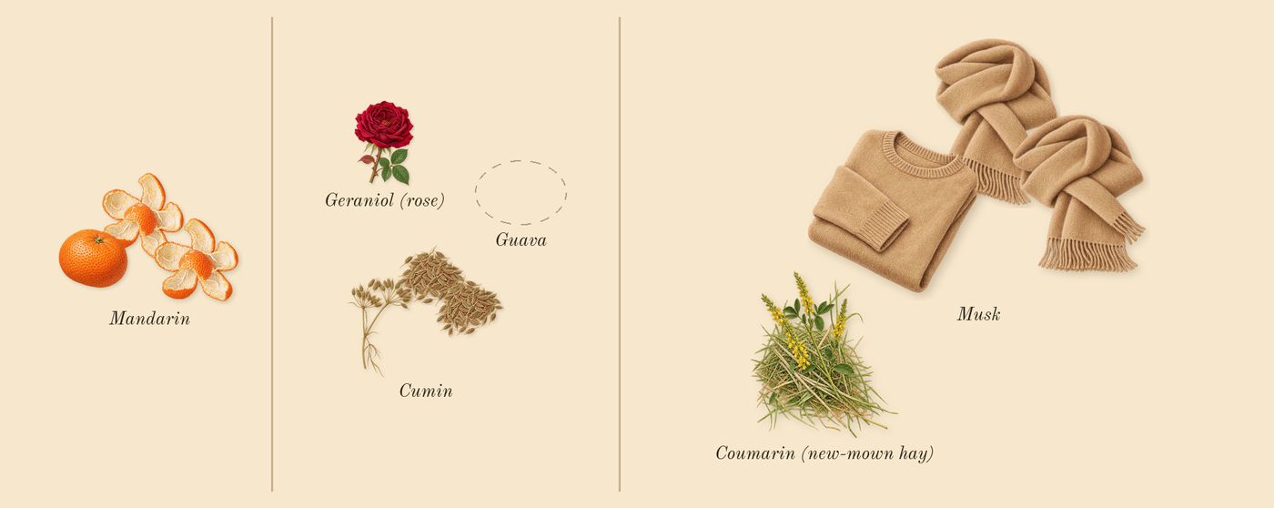 Solo’s scent picture, a draft: cumin, mandarin, musk, coumarin (new-mown hay), geraniol (rose) drawn so far; dashed outlines where nothing is drawn yet