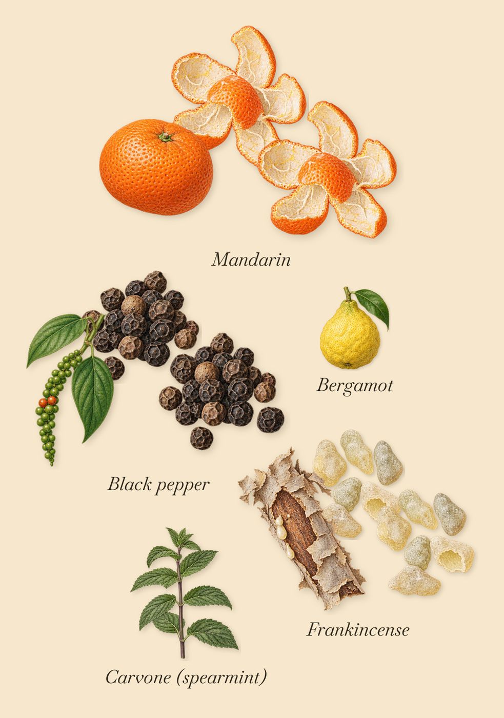 Ambre Levant, when you spray it: Mandarin, Black pepper, Frankincense, Bergamot, Carvone (spearmint)