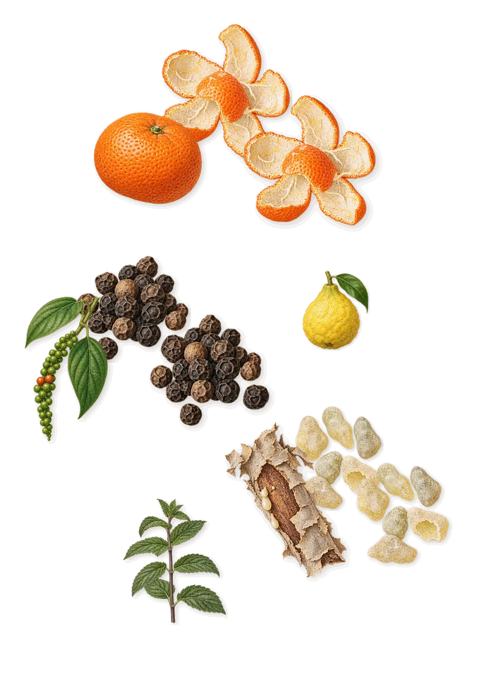 Ambre Levant, when you spray it: Mandarin, Black pepper, Frankincense, Bergamot, Carvone (spearmint)