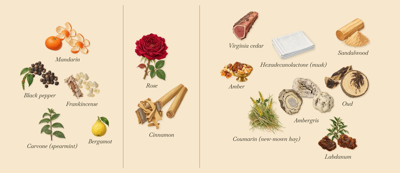 Ambre Levant’s scent picture, a draft: oud, ambergris, mandarin, black pepper, cinnamon, amber drawn so far; dashed outlines where nothing is drawn yet