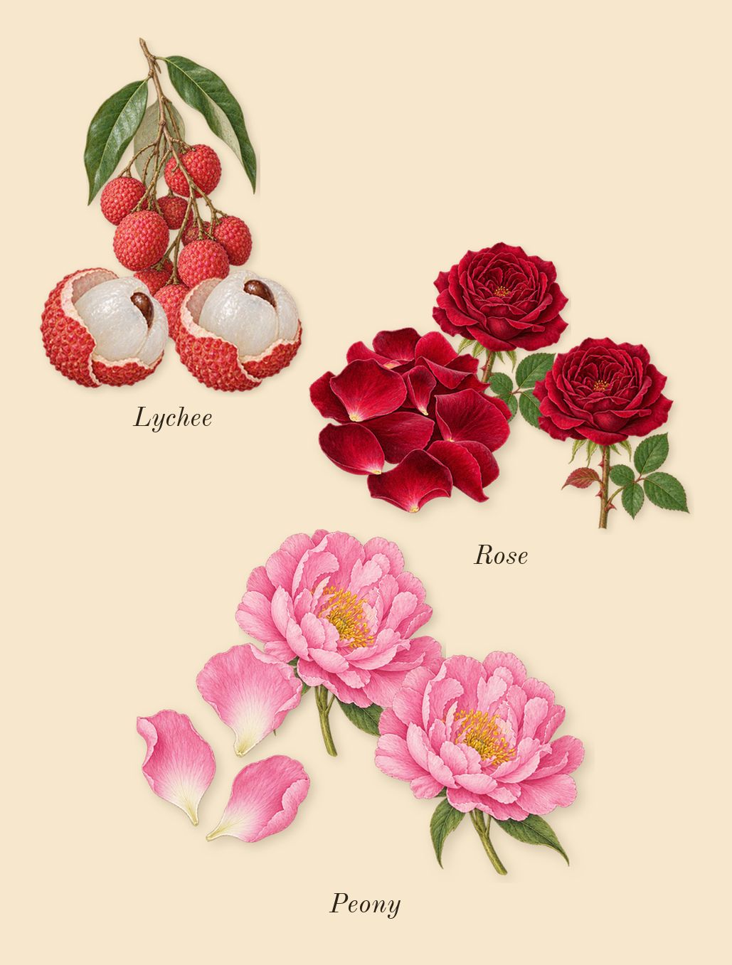 Attrape-Rêves, heart: Peony, Lychee, Rose