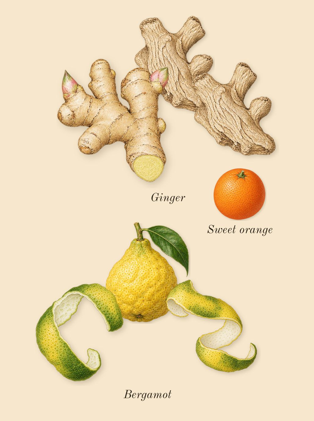 Attrape-Rêves, top notes: Ginger, Bergamot, Sweet orange