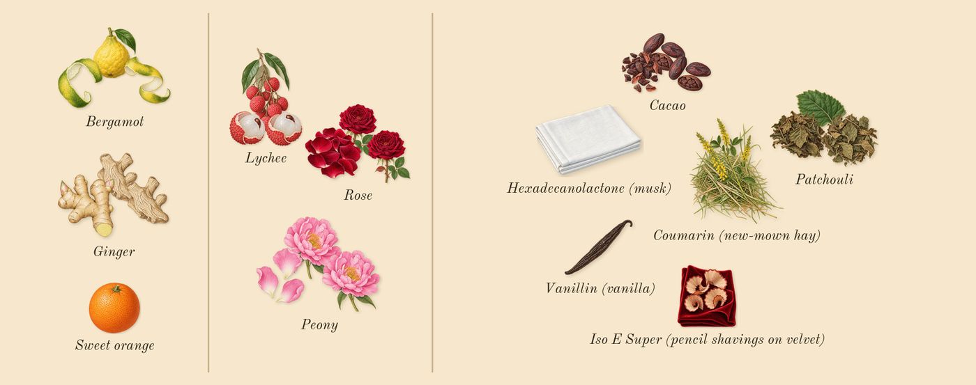 Attrape-Rêves’s scent picture, a draft: cacao, peony, lychee, patchouli, ginger, bergamot drawn so far; dashed outlines where nothing is drawn yet